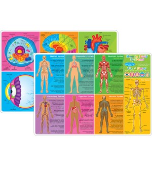 Smart Poly Learning Mat, 12" x 17", Double-Sided, Human Body Systems & Anatomy