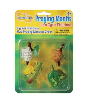 Praying Mantis Life Cycle Stages