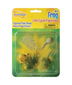 Frog Life Cycle Stages