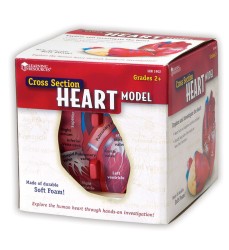 Soft Foam Cross-Section Human Heart Model