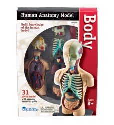 Human Body Anatomy Model, 31 Pieces