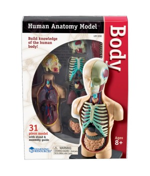 Human Body Anatomy Model, 31 Pieces