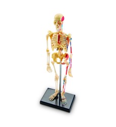 Human Skeleton Model, 41 Pieces