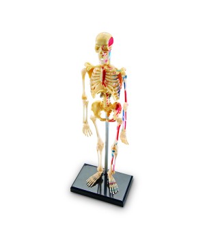 Human Skeleton Model, 41 Pieces