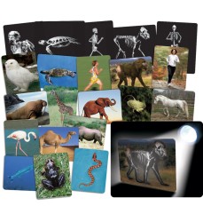 Whats Inside Animals Card Set