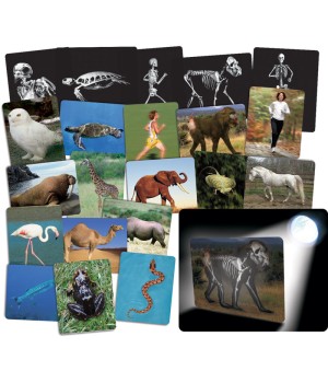 Whats Inside Animals Card Set