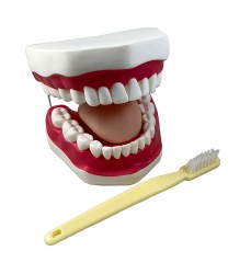 Oral Hygiene Model with Key