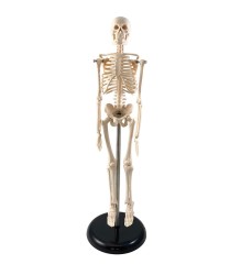 Human Skeleton Model with Key, 17"