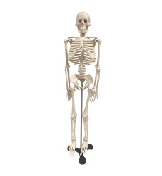 Human Skeleton Model with Key, 34"