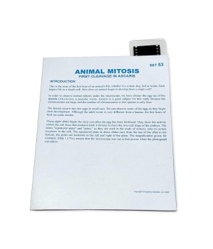 Microslide, Animal Mitosis, 35mm