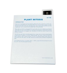 Microslide, Plant Mitosis, 35mm
