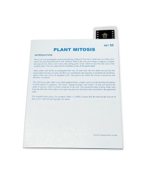 Microslide, Plant Mitosis, 35mm