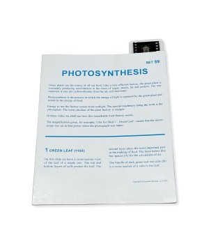 Microslide, Photosynthesis, 35mm