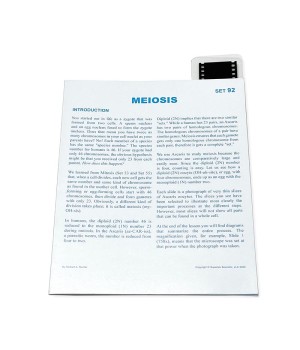 Microslide, Plant Meiosis, 35mm