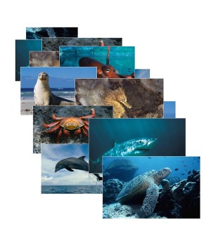Sea Life Poster Set, Set of 14